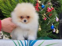 Orijinal pomeranian tea cap yavrularimiz