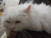 British Longhair 1 Yaşında