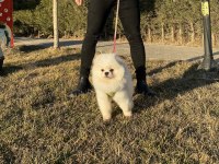 PEDIGREE’Lİ KAR BEYAZ GENÇ YETİŞKİN BOO
