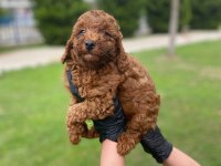 Kıvır Kıvır Orjinal Poodle Minişlerim