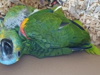 Bebek blue front mavi alın amazon papağanı