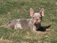 French bulldog dişi
