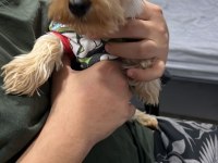Yorkshire terrier köpeği