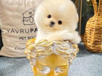 Ayı Surat pomeranian Boo Yavrularımız