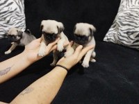 Orijinal pug mops bebekler