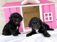 Toy poodle yavrular