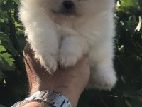 Ayı surat beyaz ve orange pomeranian köpekler
