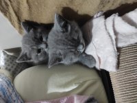 26 EYLÜL 2023 doğumlu 4 adet yavru british shorthair