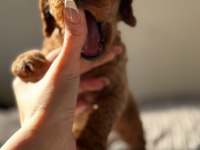 GÜZELLER GÜZELİ POODLE BEBEKLER