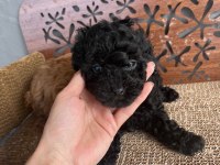 TR NİN EN İYİ ANNE BABASINDAN POODLE