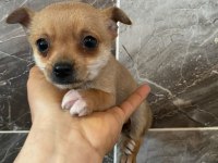 Chihuahua Yavrularımız Yeni Ailesini Beklemekte