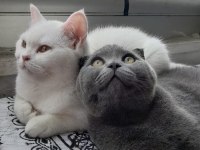 6 Aylık British Shorthair Yavrular