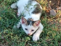 Yavru kedimiz ömürlük yuvasını arıyor