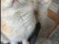 Golden safkan british shorthair