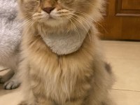 Aslan n11 british longhair