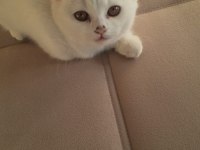 British shorthair uygun kedimiz