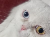 Scottish Fold Kedimiz 1 Yaşında