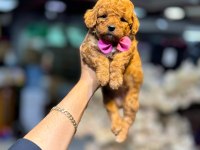 GÜZEL BEBEKLERİM MALTİPOO
