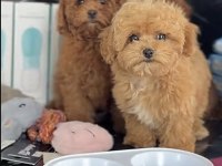 Toy Poodle Cins Köpekler