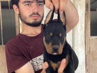 Üst Kalite Doberman Yavruları
