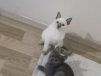 Britihs sohrt hair ve british blue point kedi 7 aylık