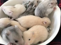 Suriye Hamster Yavrular Ve Tüm Malzemeleri Adrese Teslim