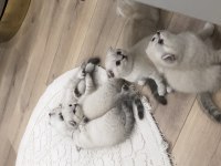 Scottish fold yavrularım erkek-dişi