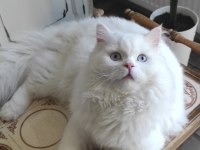 Kızanda dişi kedinize talibiz