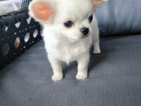 Belgeli beyaz uzun tüylü erkek chihuahua yavrusu