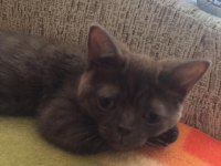 Scottish fold minnoş ev arıyor