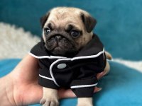 Irk Garantili Pug Yavruları