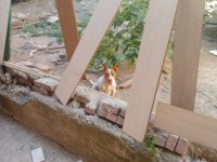 2 erkek yavru jack russell