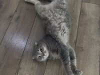 Scottish Fold Kedimiz
