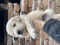 Baby fare GOLDEN retriever yavrular