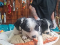 Burkemden en zeki ırkı border collie