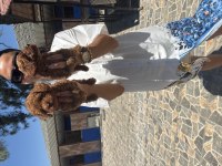 Toy Ve Kore Poodle Yavrularım Sağlık Ve Irk