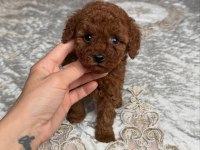 KOYU RENK TOY POODLE YAVRULARI 
