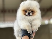 Pomeranian köpeğimiz mersin