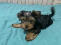 Teker yorkshire terrier