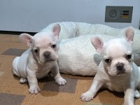 A Kalite Egzotik French Bulldog Yavrular