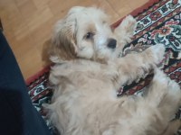 3.5 aylık yavrumuz maltipoo