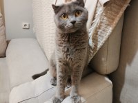Scottish fold kediler yeni ailelerini bekliyorlar