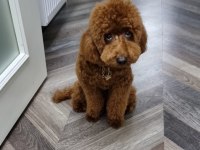 2 Yaşında Erkek Toy Poodle