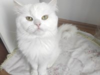 1 yaşında erkek british longhair