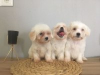 Mükemmel Kalitede Maltese Terrier Yavrularımız