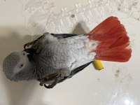 Full artı full evcil konuşan jako papağanı