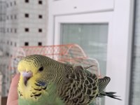 Muhabbet Kuşu Kaliteli Yavrular Ve Damızlıklar