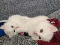 BRİTİSH LONGHAİR YAVRU KEDİLER