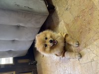Pomeranian Tilki Surat