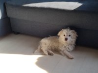 5 Aylık Dişi Maltese Terrier